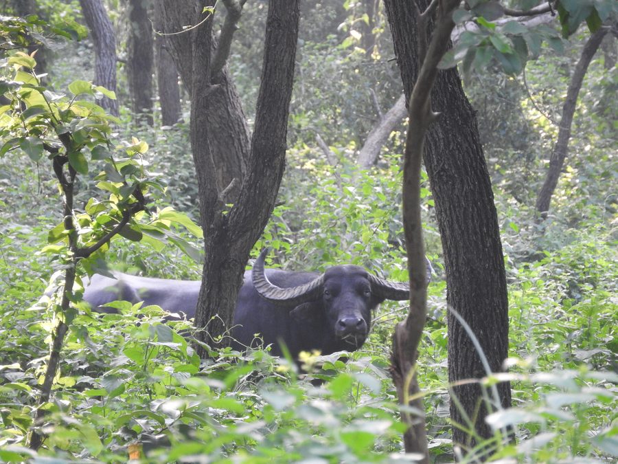 Wild water buffalo in Koshi Tappu Wildlife Reserve