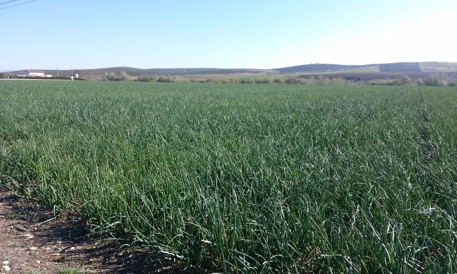 File:Campo de ajos Las Infantas.jpg