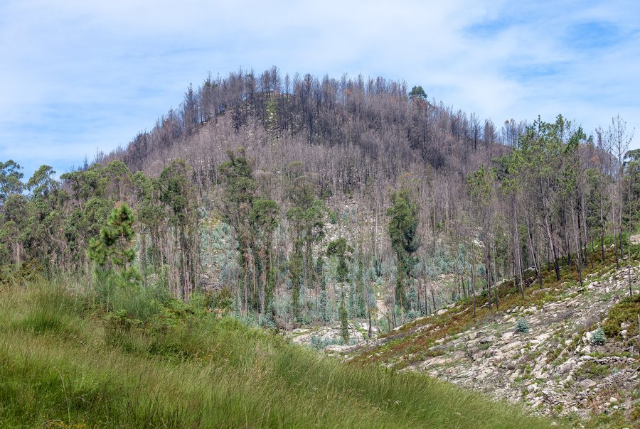 File:2014 Monte queimado nos muíños do Folón. O Rosal. Galiza-8.jpg
