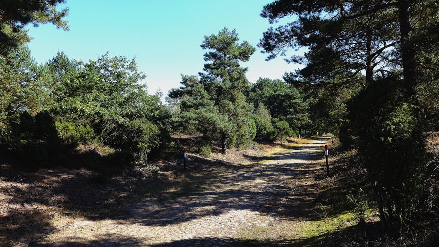 Heath landscape with an old cobblestone road in Ellerndorfer Heide in the district of Uelzen
