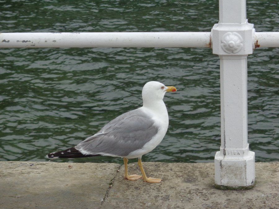 File:Gaviotas en Cudillero 01.jpg