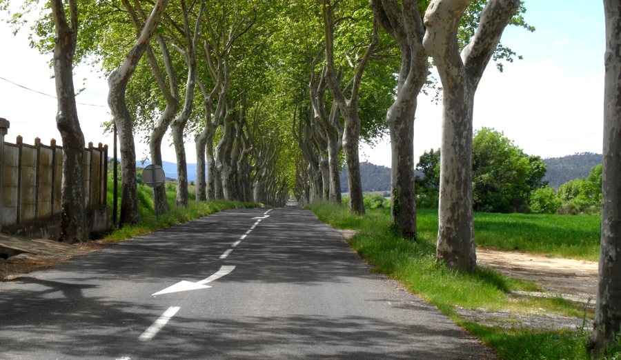 File:Tournissan platanes01.jpg