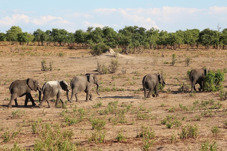 Elephants in Botswana