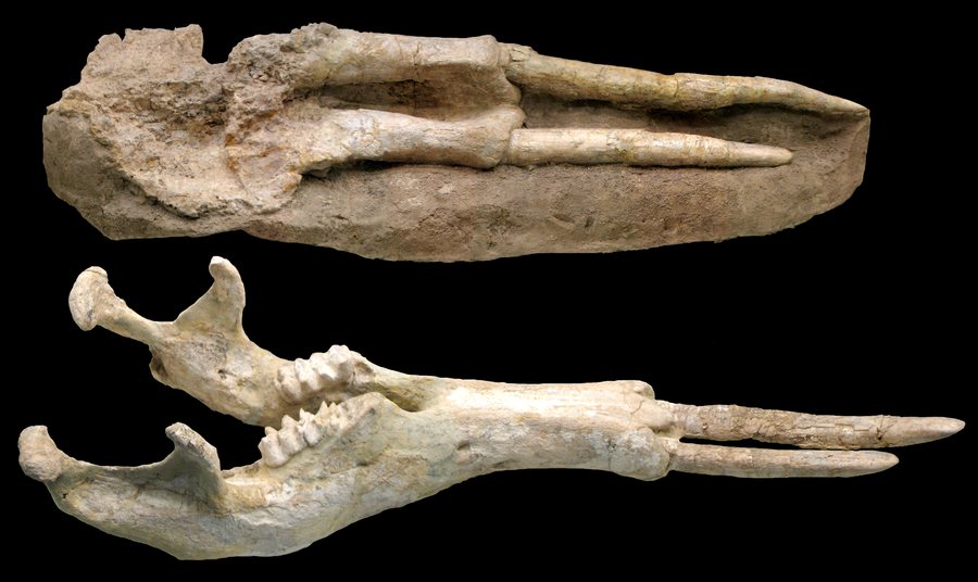 File:Tetralophodon longirostris skull - Batallones 2 fossil site, Torrejón de Velasco, Madrid, Spain.jpg