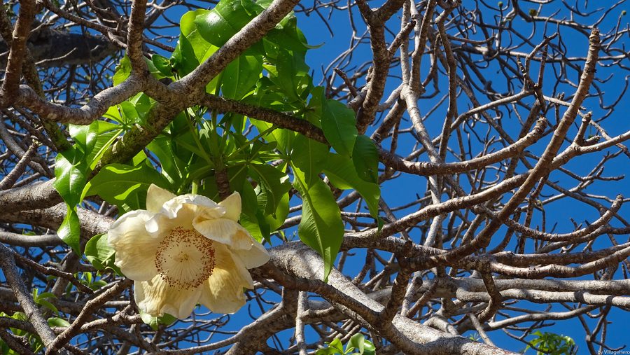 Baobab blossom on a beach in Mayotte