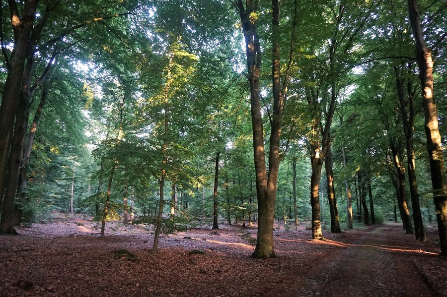 Forest near holiday home Bosbries in De Kiel, Sleenerzand