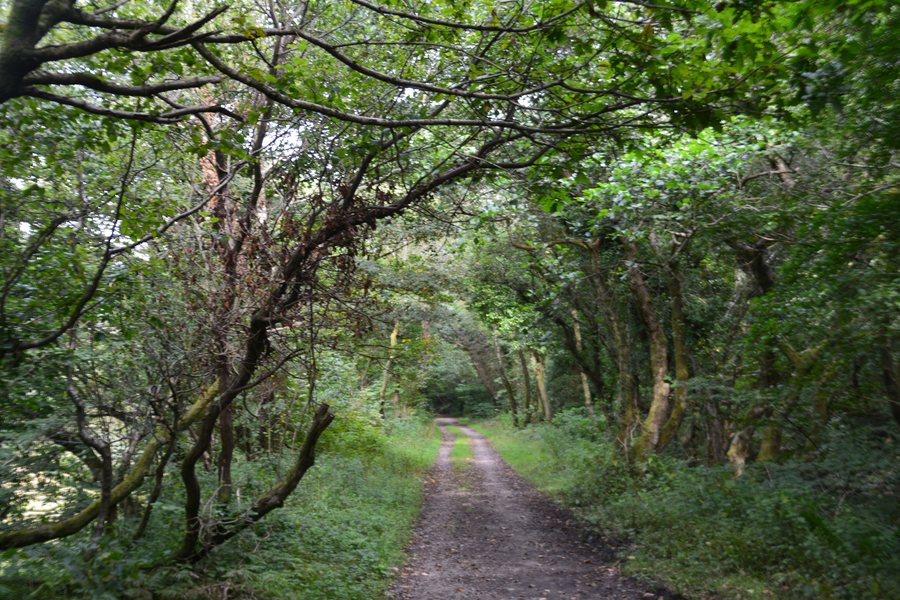 File:Neath Port Talbot , Bryn Cycleway - geograph.org.uk - 5500959.jpg