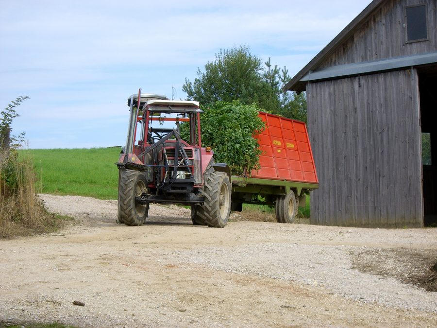 Tractor with hop-pulling machine in the Hallertau