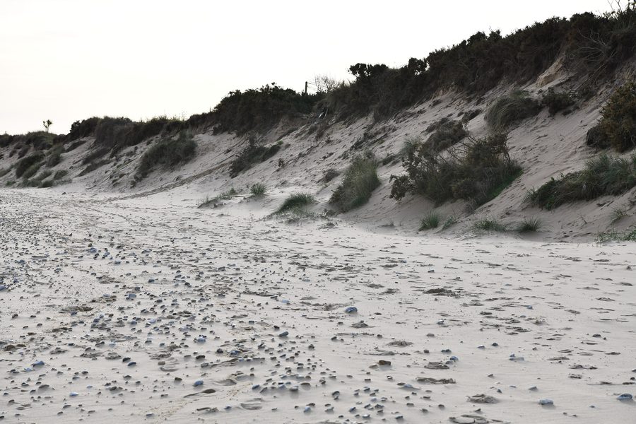 Sand dunes on the beach of Hemsby
