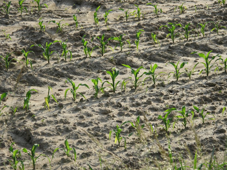 File:Maize seedlings in Arbigny (close-up).jpg