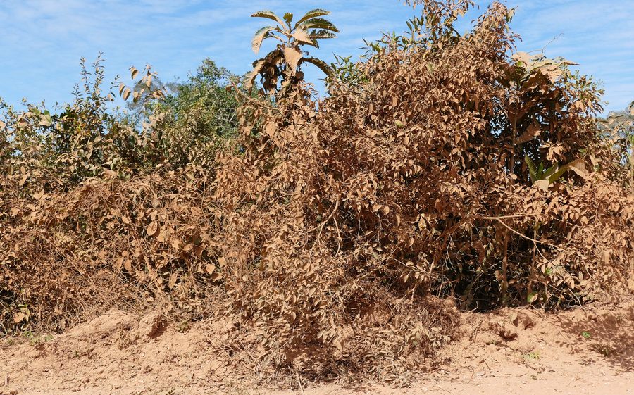 Dust-covered vegetation along the Transpantaneira near Poconé