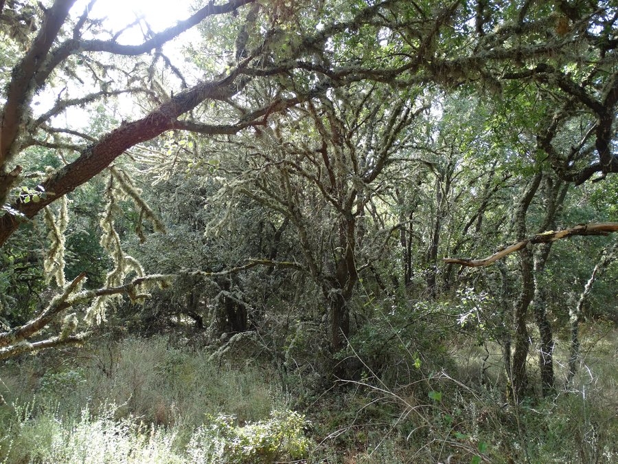 File:42 Castromonte Embalse Santa Espina Vegetacion Ni.jpg