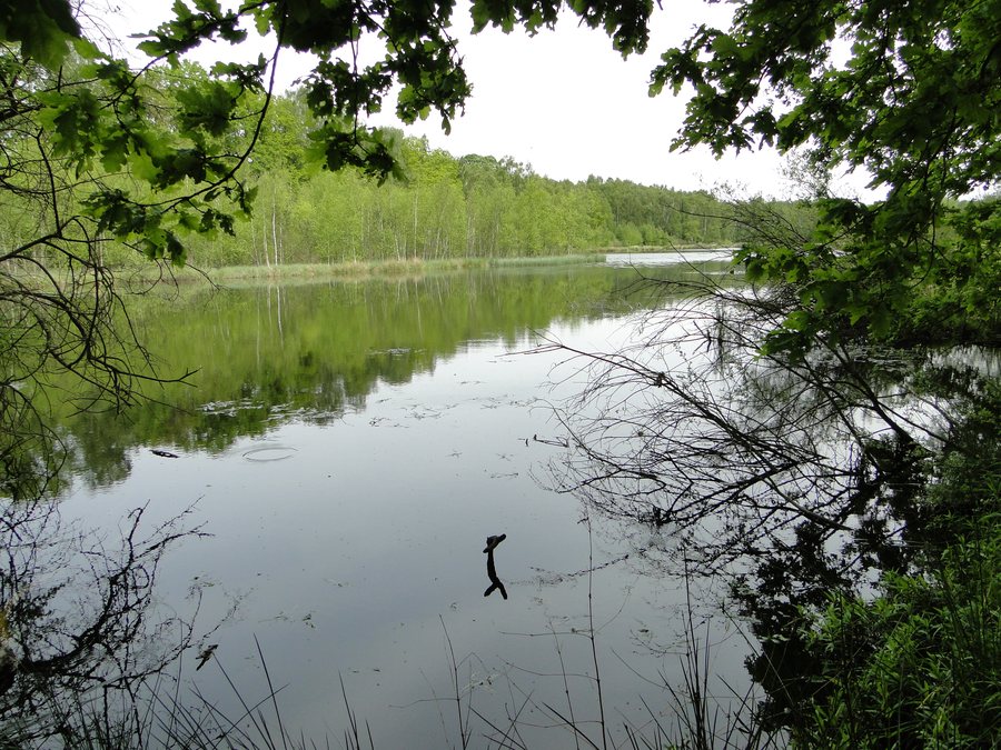File:Söhring See 2012-05-18 035.JPG