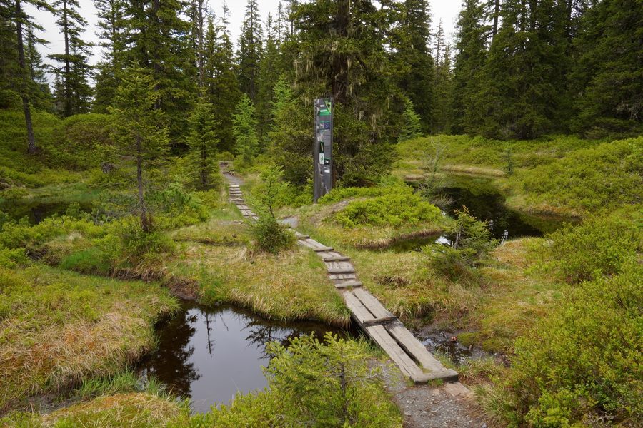 Nature trail through the marsh pools in the Rauriser Urwald near Kolm Saigurn in SalzburgerLand