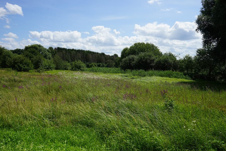 Protected wet meadow in the Bruch nature monument near Gondelsheim