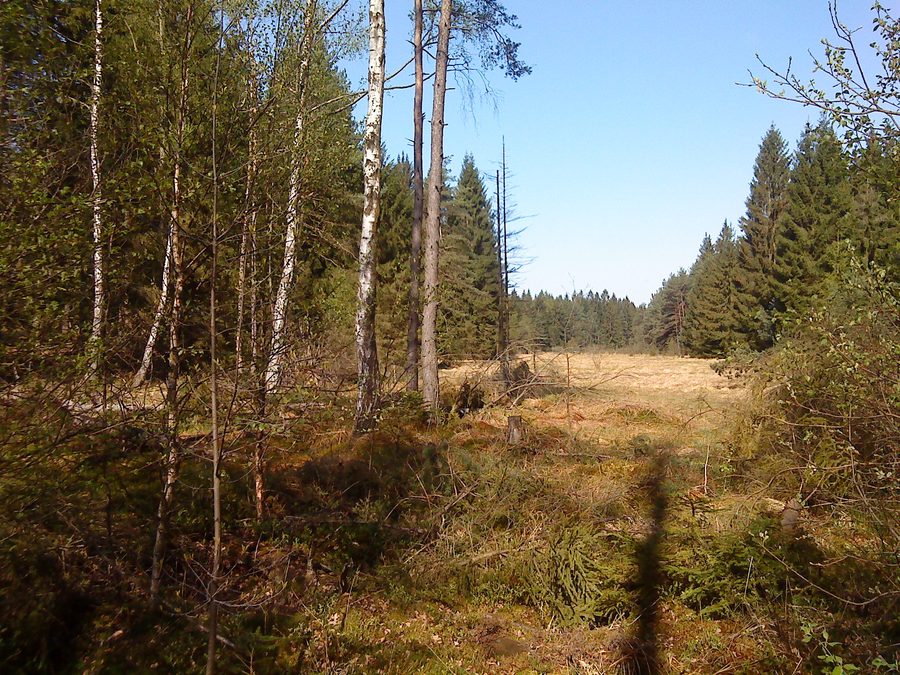 Wiesbüttmoor nature reserve between Wiesen and Flörsbachtal in Hesse