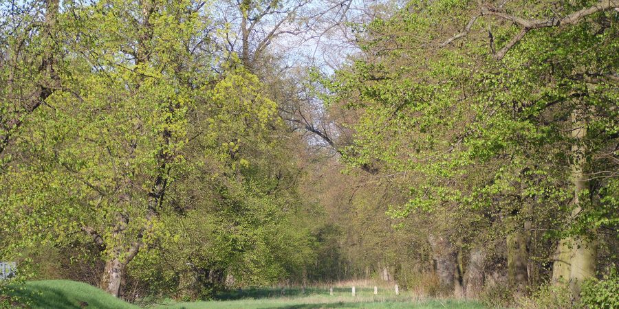 Schloss Rydzyna mit einer historischen Lindenallee