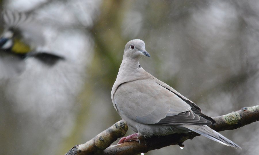 File:Collared Dove in the rain, Northamptonshire, England (12223727674).jpg