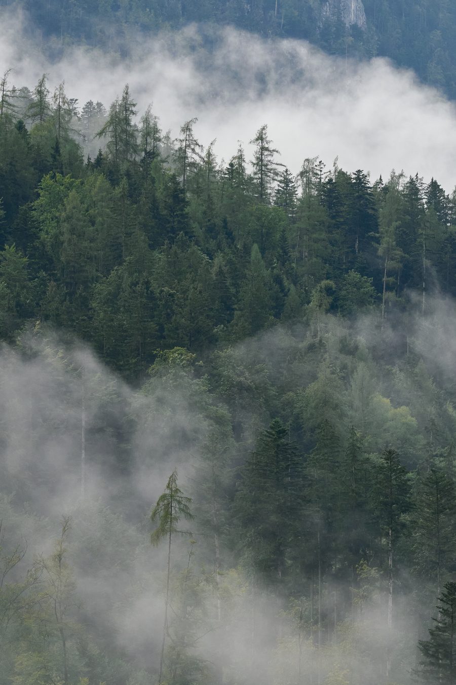 Trees in the fog at Achberg in the Saalachtal near Unken