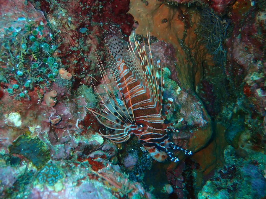 Red lionfish in the sea off Sabang in Puerto Galera on Oriental Mindoro
