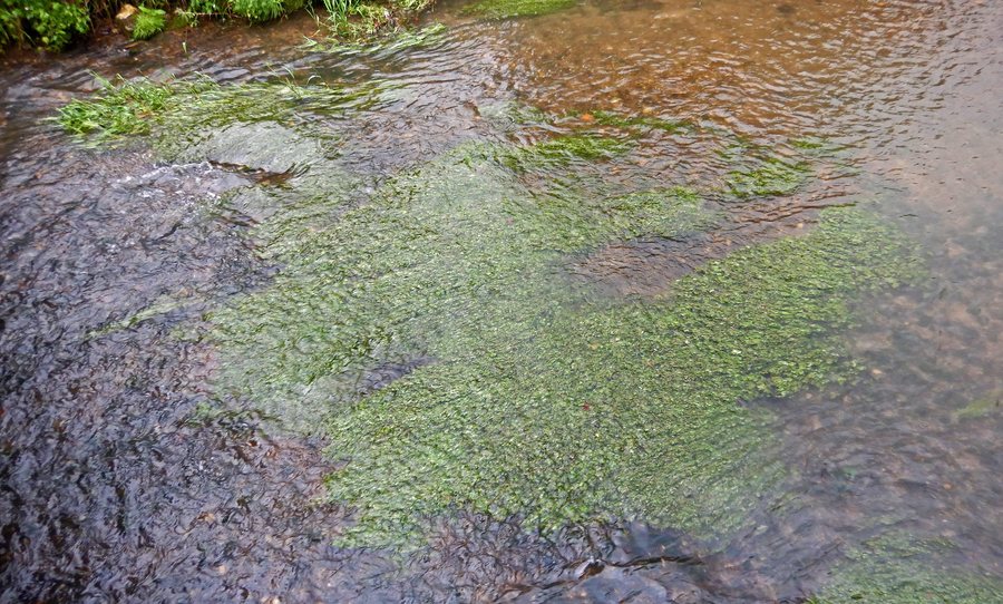 File:Vue de la rivière Créquoise à Loison-sur-Créquoise 10 aout 2017 herbier et fond.jpg