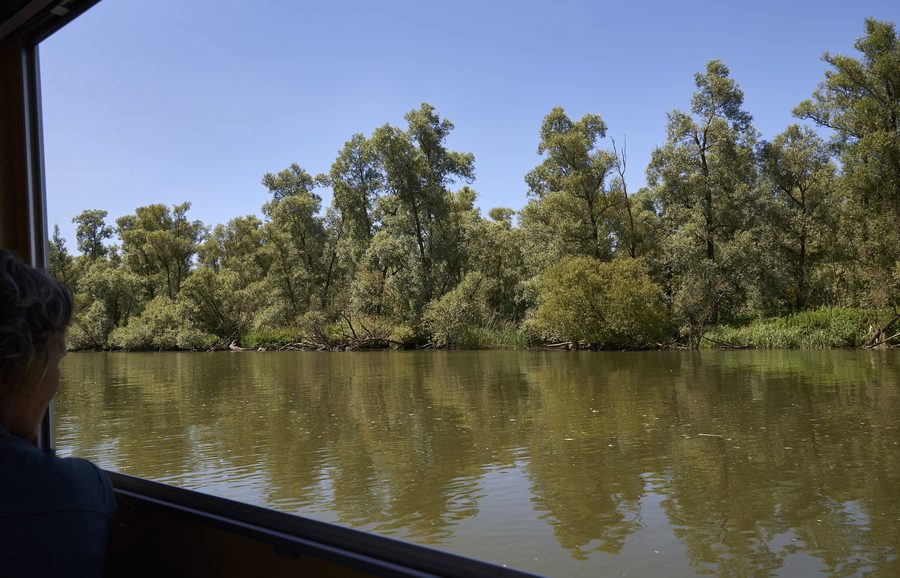 Biesbosch viewed from a boat near MuseumEiland.