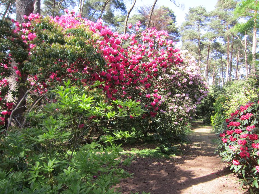 Path through the Rhododendron Park Hobbie in Petersfeld near Westerstede