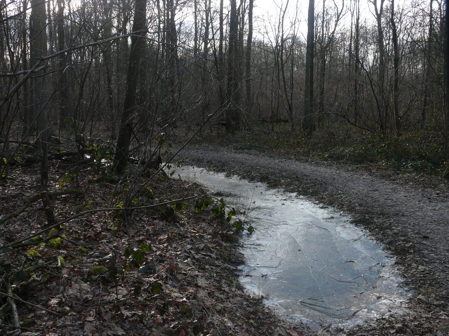 Boslandschap in het Ulvenhoutse bos bij Ulvenhout