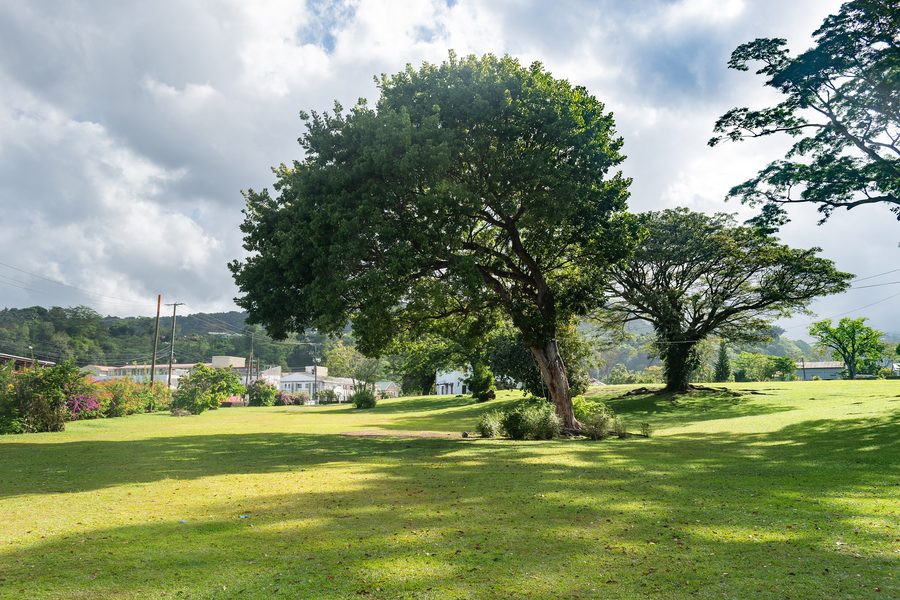Botanischer Garten in Roseau, Saint George Parish, Dominica