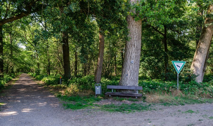 Wald an der Stemmesheide bei den Netteseen in Nettetal