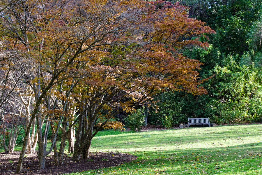 Blue Mountains Botanic Garden Mount Tomah with garden and rainforest landscape