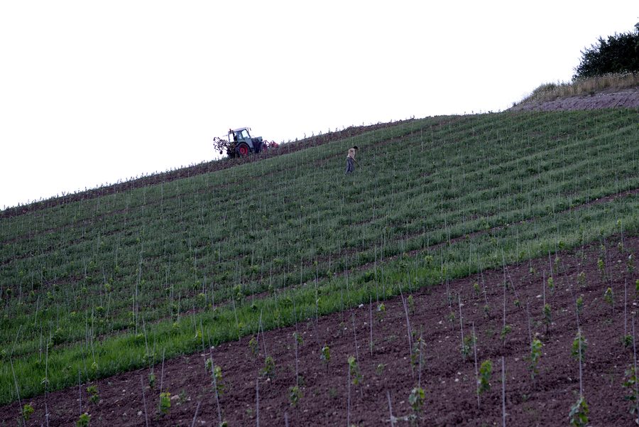 Work in the vineyard on Käpbierg near Rëmerschen.