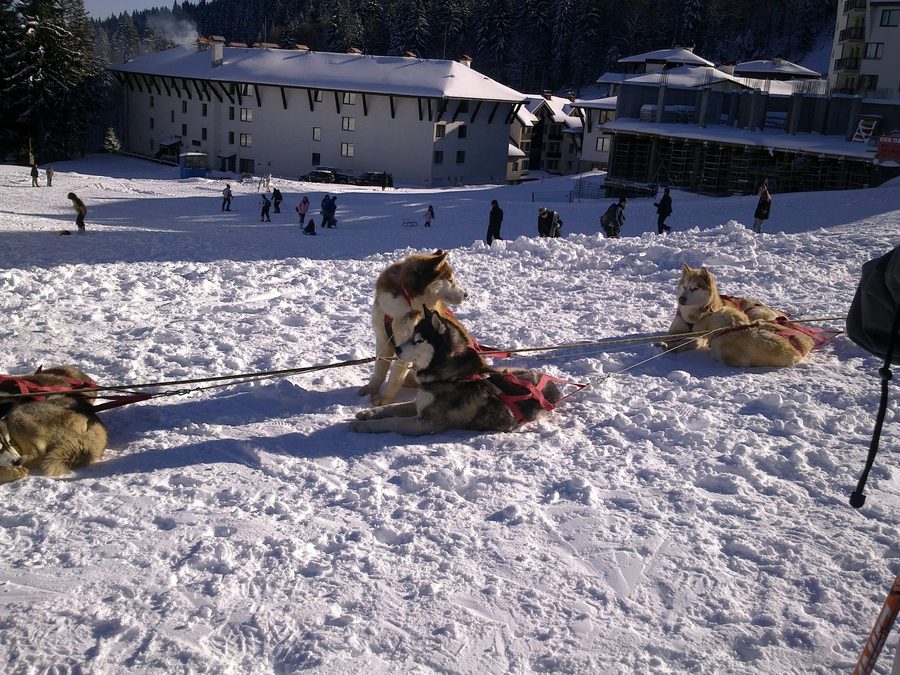 Dog sleds at Pamporovo ski resort in winter