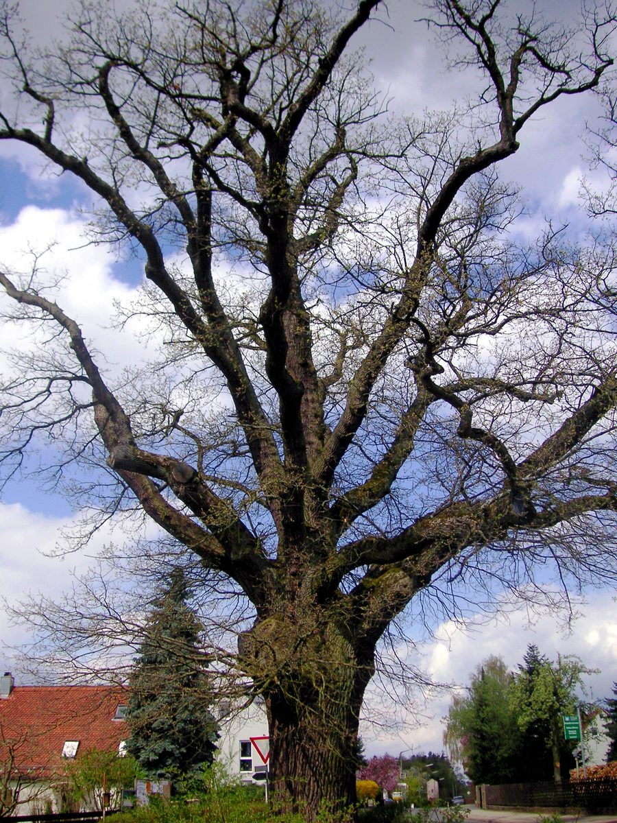 Old oak tree in Puschendorf at the end of April 2006