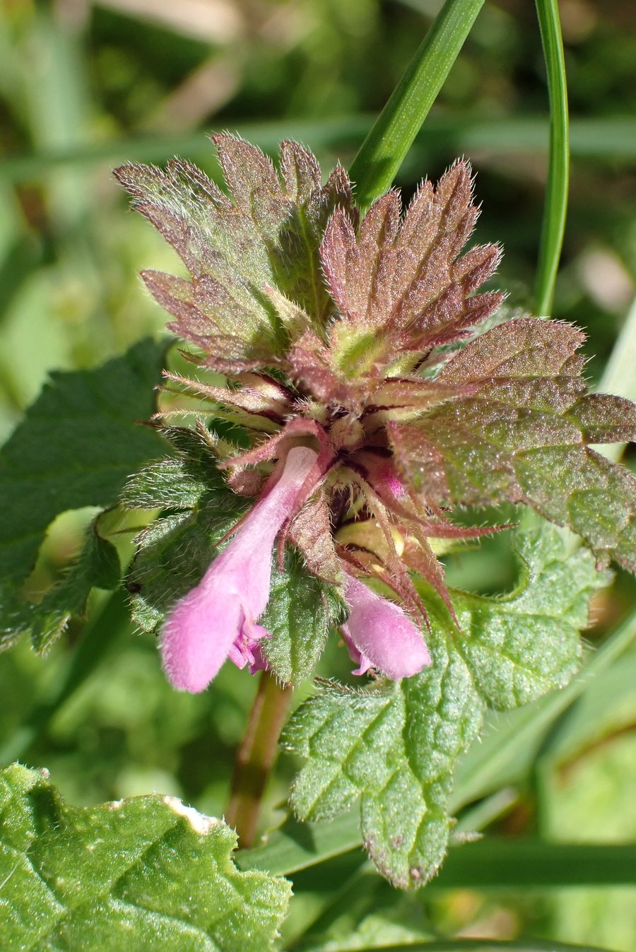 File:Cut-leaved Dead-nettle, Agon-Coutainville, Basse-Normandie, France 1.jpg