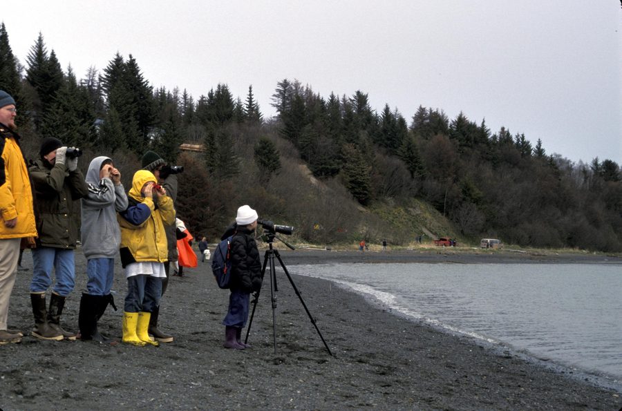 Students observing shorebirds at the Kachemak Bay Shorebird Festival in Homer