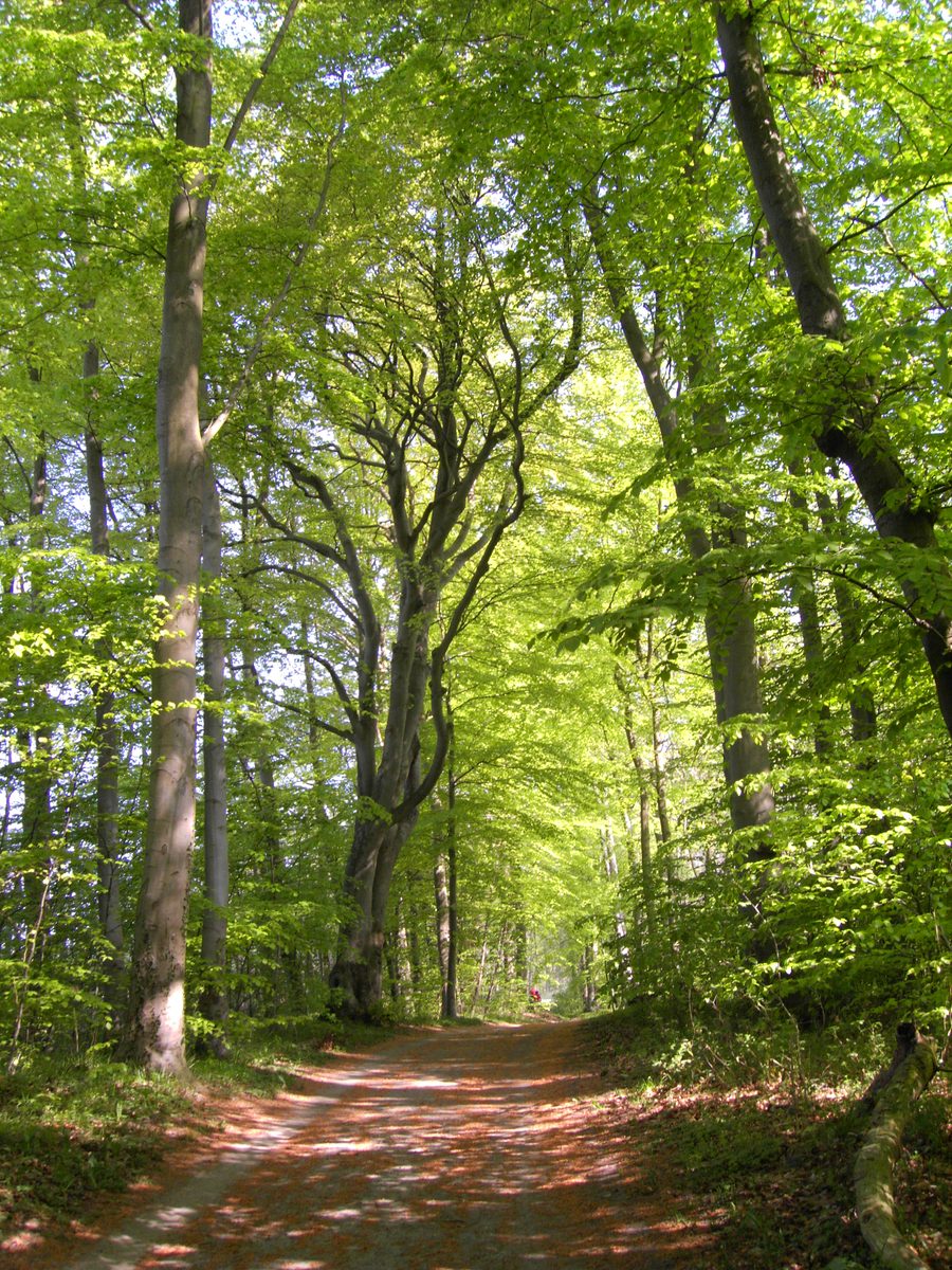Frühlingswald nahe dem Kellersee in Schleswig-Holstein