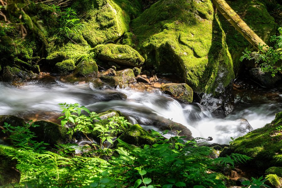 Teichschlucht bei Gütenbach in Simonswald mit bewaldeten Hängen, Bachlauf und moosbedeckten Felsen