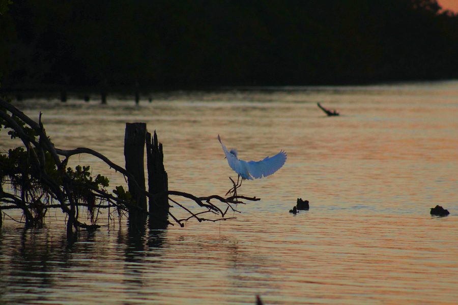 Snowy egret in flight at sunrise in Florida Bay