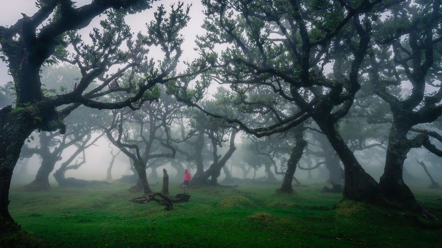 Dense Laurissilva Forest in Fanal on Madeira