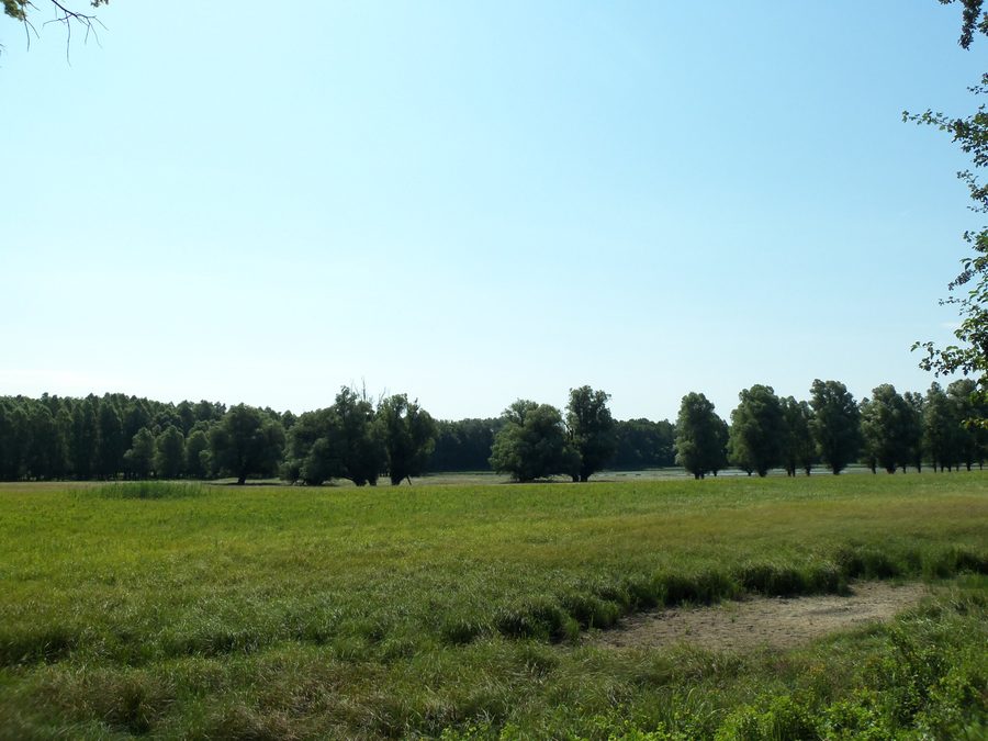Lake near the lookout tower on the Gemenc nature trail in Gemenc Forest.