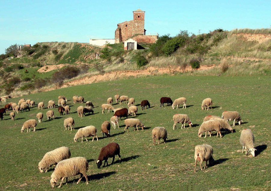 File:03-CARBONERA-2005.jpg