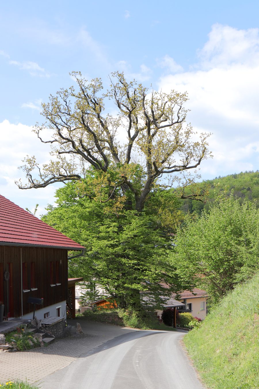 Two sessile oaks near Sommerkahl in the Bavarian Spessart Nature Park
