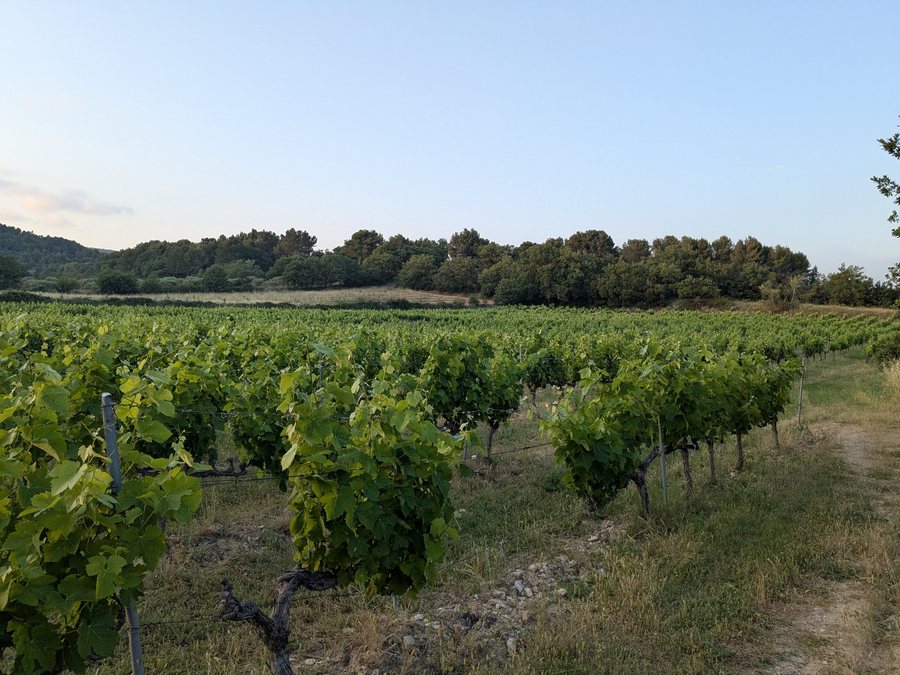 File:Cabrières-d'Avignon - Vignes Ventoux AOC (juin 2025).jpg