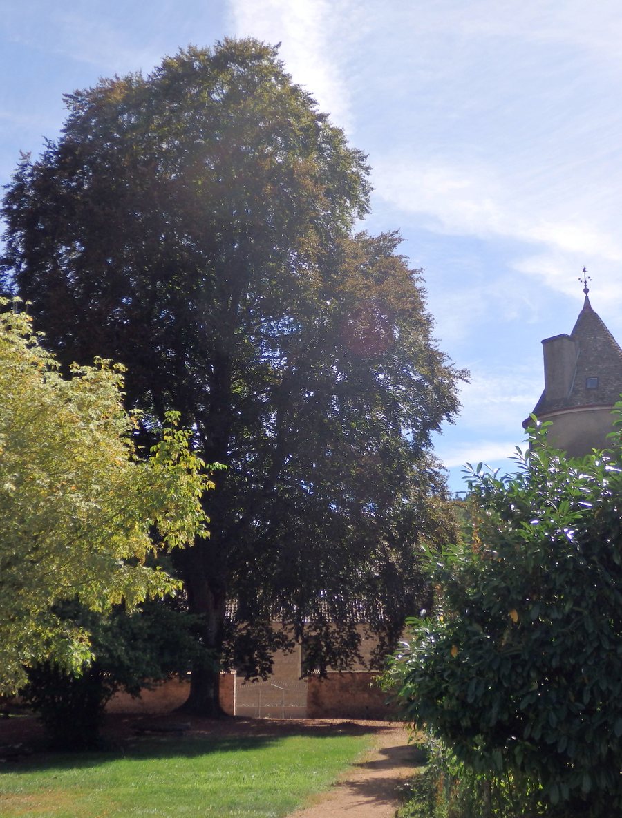 File:Lugny - Hêtre pourpre labellisé ARF (arbre remarquable de France).jpg