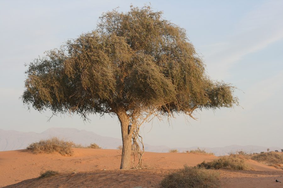 Desert landscape in the emirate of Ras Al Khaimah