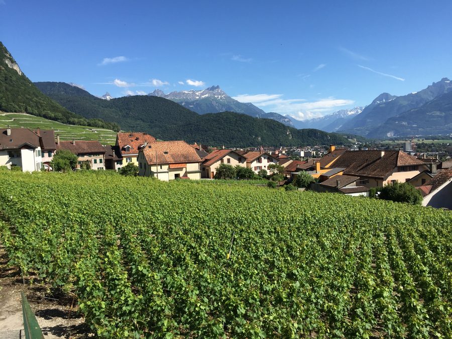 Landschaft von Yvorne mit Rebflächen