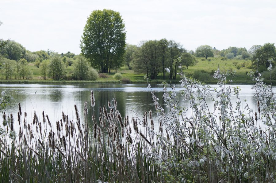 Großer Weidenteich with reed belt in the nature reserve