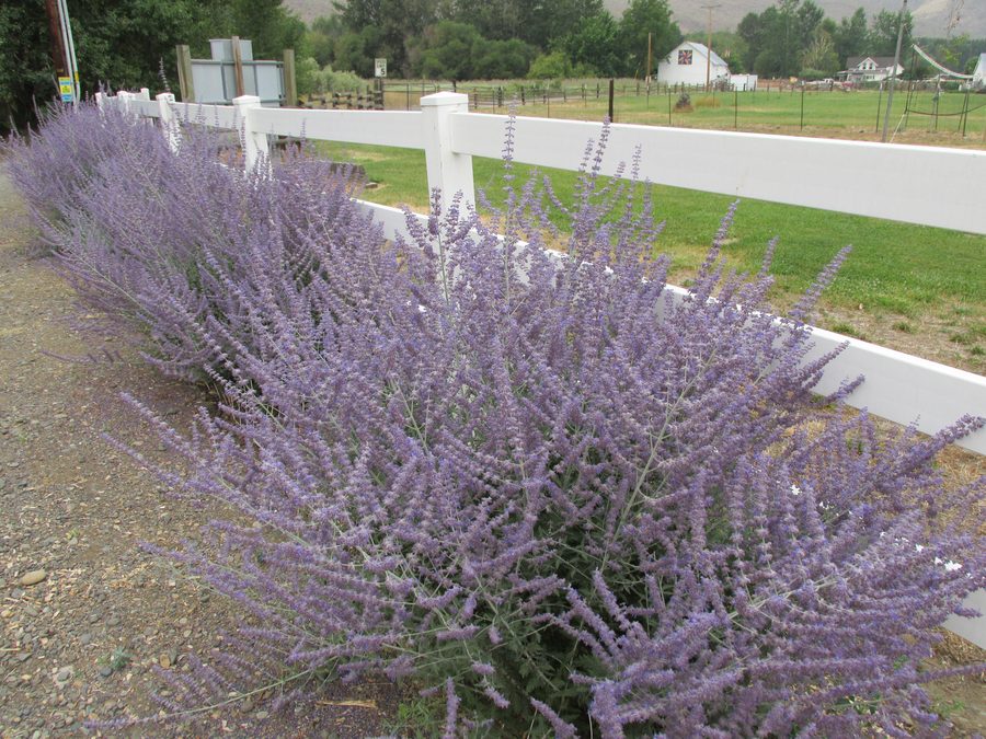 Russian sage near the Yakima Canyon at a campground along the Yakima River
