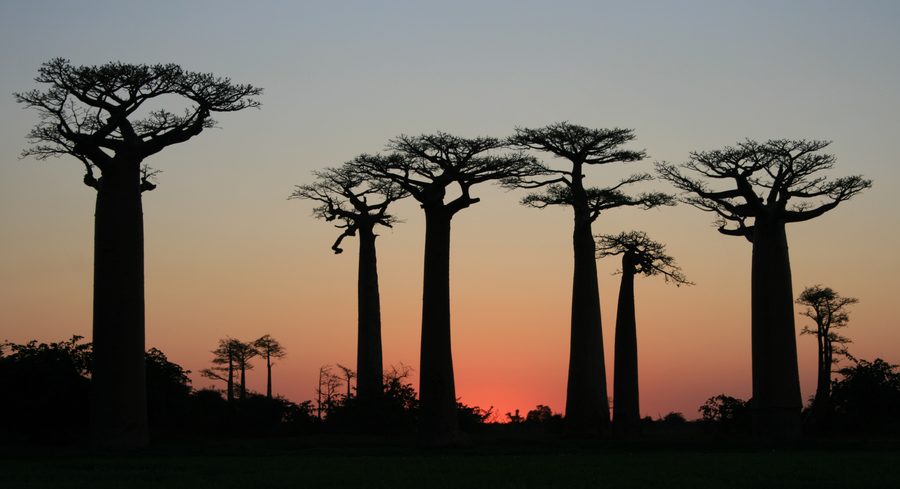 Baobabs on the Avenue of the Baobabs in Madagascar